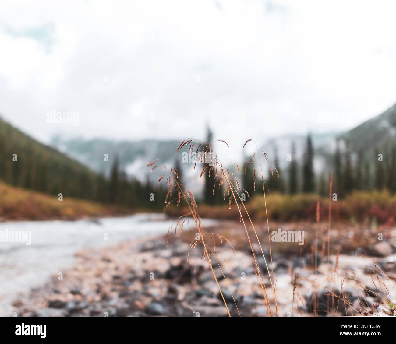 Erba autunnale sulle pietre vicino al fiume alpino Shavla sullo sfondo della riva con una foresta di abete rosso e nebbia al mattino dopo la pioggia in al Foto Stock