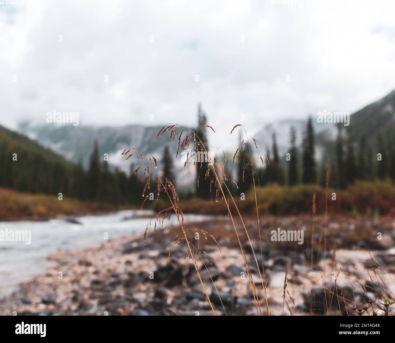 Erba secca autunnale sulle pietre vicino al fiume alpino Shavla sullo sfondo della riva con una foresta di abete rosso e nebbia al mattino ad Altai Foto Stock