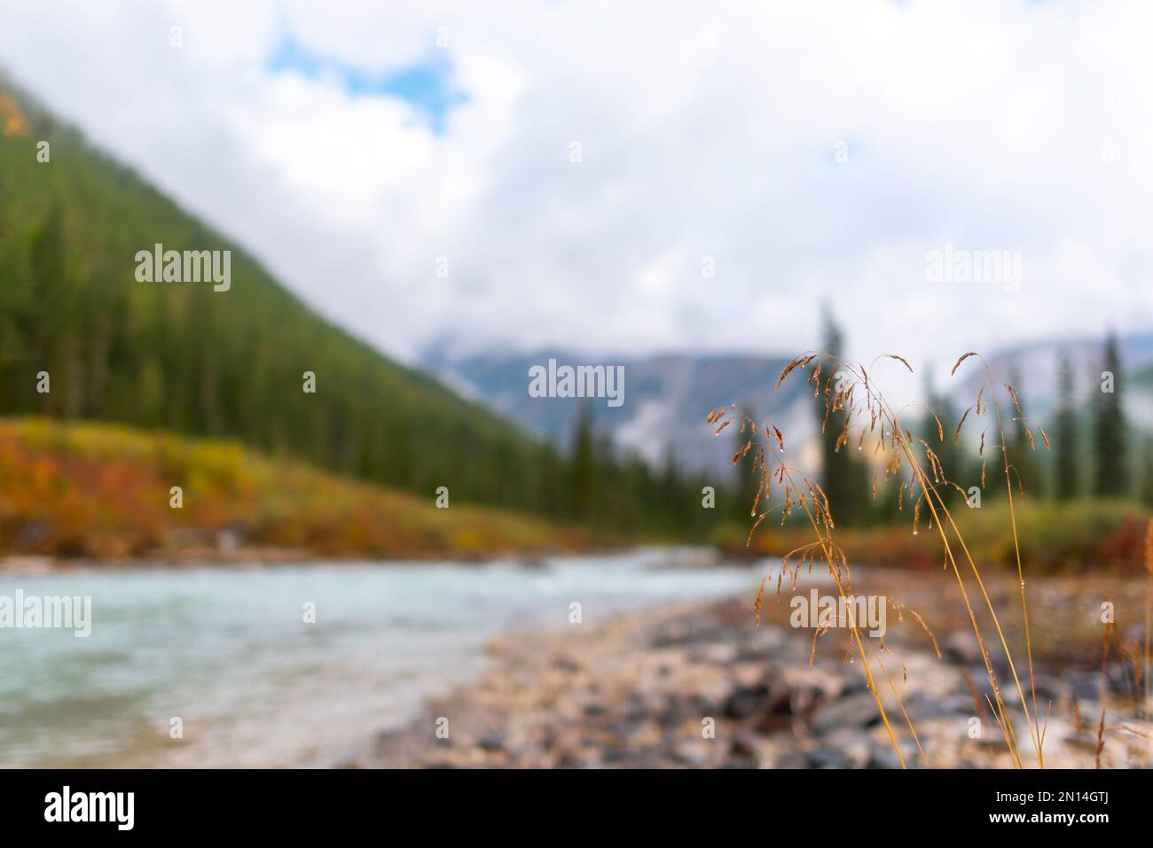 Erba autunnale con gocce di rugiada sulle pietre vicino ad un fiume alpino sullo sfondo di una riva con una foresta di abete rosso e nebbia in montagna nel Foto Stock