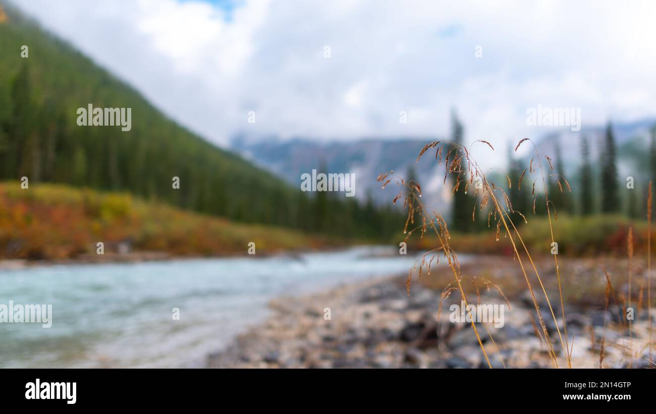 Erba d'autunno sulle pietre vicino al fiume alpino sullo sfondo della riva con una foresta di abete rosso e nebbia al mattino dopo la pioggia Foto Stock