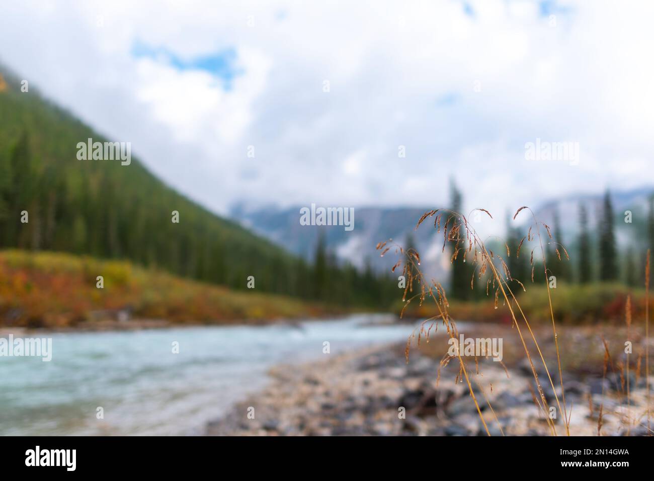 Erba d'autunno sulle pietre vicino al fiume alpino sullo sfondo della riva con una foresta di abete rosso e nebbia al mattino dopo la pioggia nel mou Foto Stock