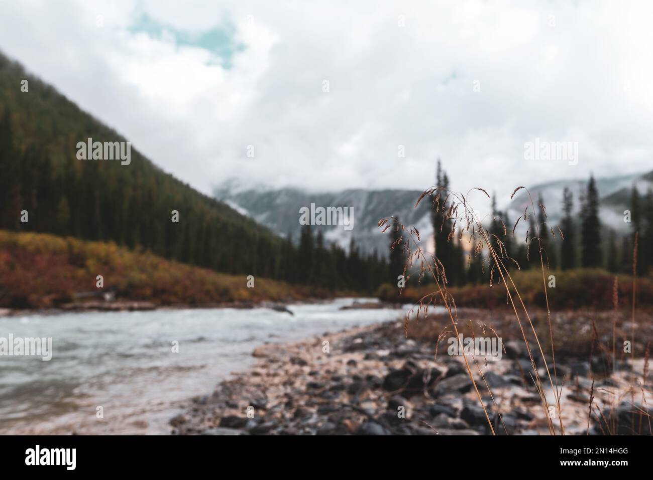 Erba secca con gocce di rugiada sulle pietre vicino ad un fiume alpino sullo sfondo di una riva con una foresta di abete rosso e nebbia in montagna nel mor Foto Stock