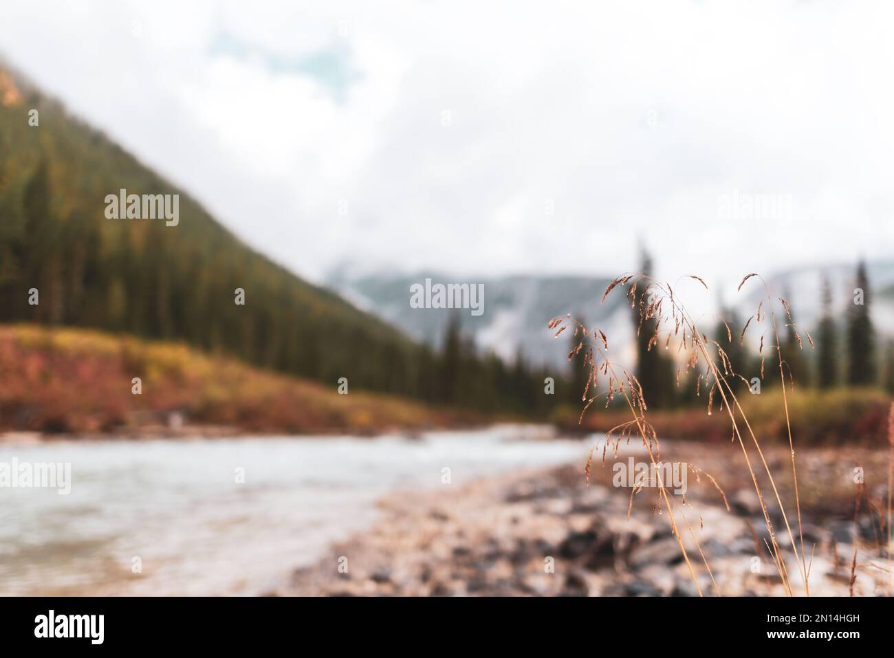 Erba autunnale con gocce di rugiada sulle pietre vicino ad un fiume alpino sullo sfondo di una riva con una foresta di abete rosso e nebbia al mattino dopo rai Foto Stock