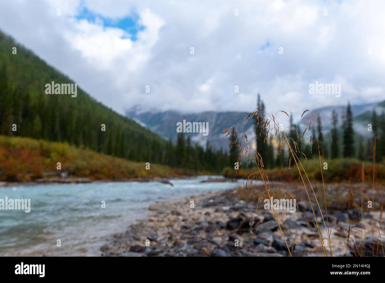 Erba secca con gocce di rugiada sulle pietre vicino ad un fiume alpino sullo sfondo di una riva con una foresta di abete rosso e nebbia al mattino sul monte Foto Stock