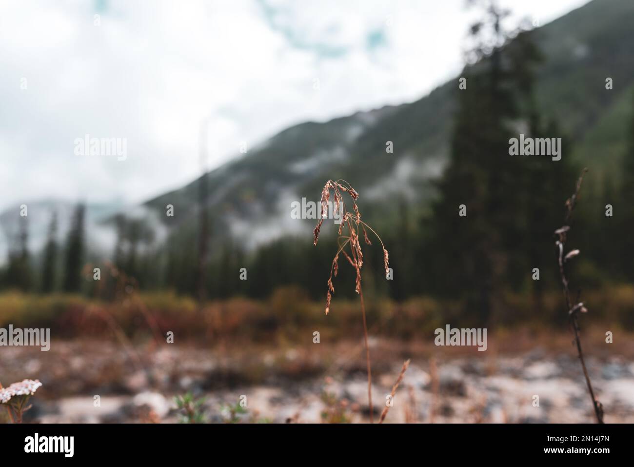 Erba secca con gocce di rugiada su pietre vicino ad un fiume alpino sullo sfondo di una riva con una foresta di abete rosso e nebbia al mattino nella mou Altai Foto Stock