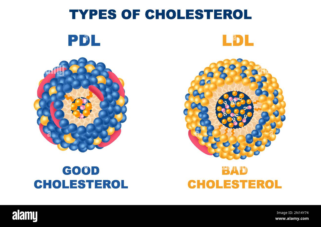 Tipi di colesterolo insieme realistico con buoni e cattivi simboli isolato vettore illustrazione Illustrazione Vettoriale