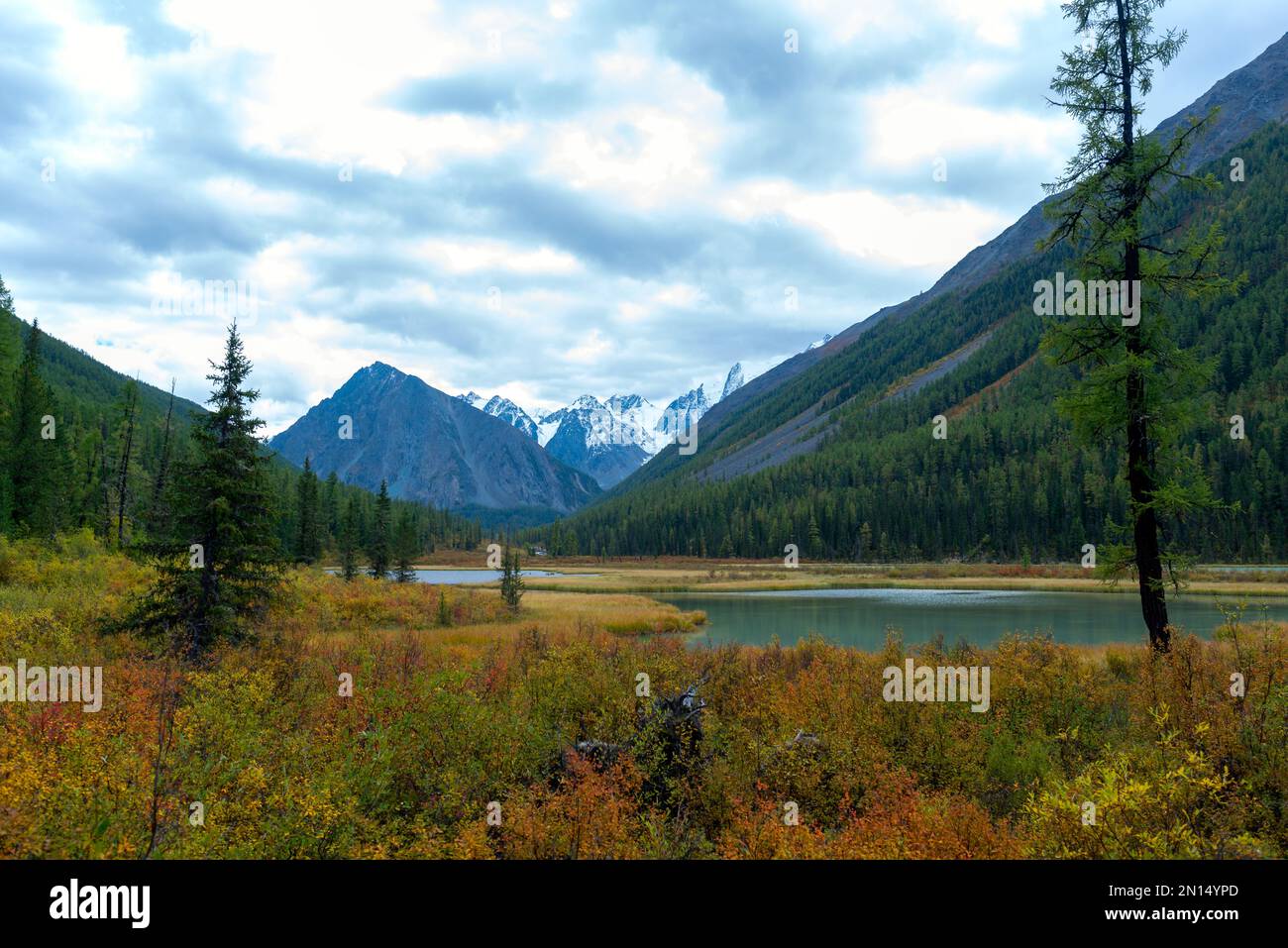 La baia del fiume alpino Shavla in montagna dalle cime con neve con due alberi sulla riva in erba. Foto Stock