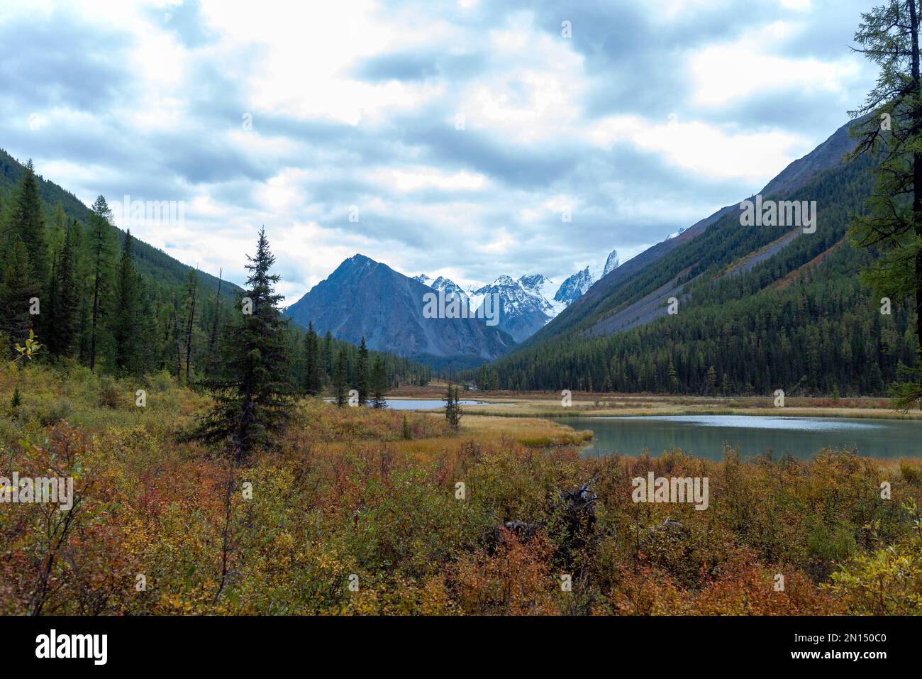 La baia del fiume alpino Shavla in montagna dalle cime con neve con due alberi sulla riva in erba in autunno ad Altai. Foto Stock