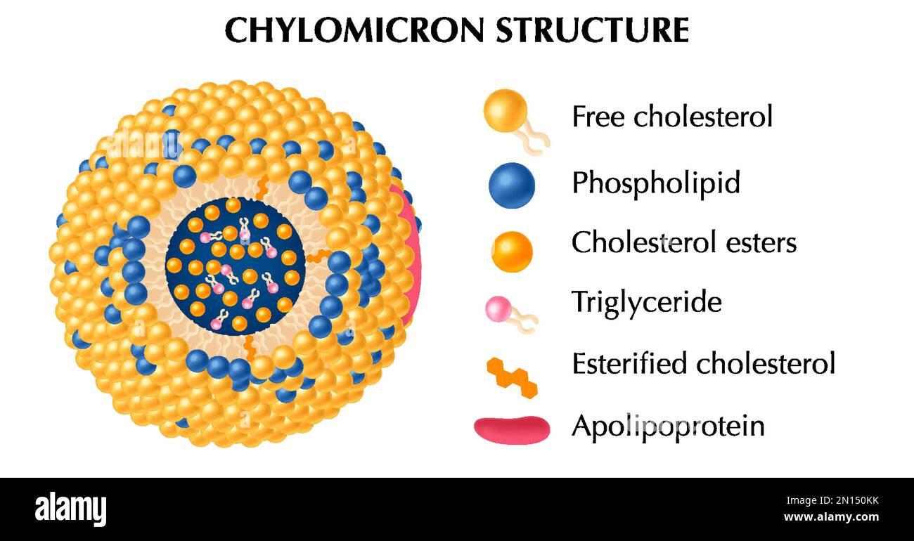 Struttura del chilomicron concetto realistico insieme con simboli di esteri di colesterolo e trigliceridi illustrazione del vettore isolato Illustrazione Vettoriale