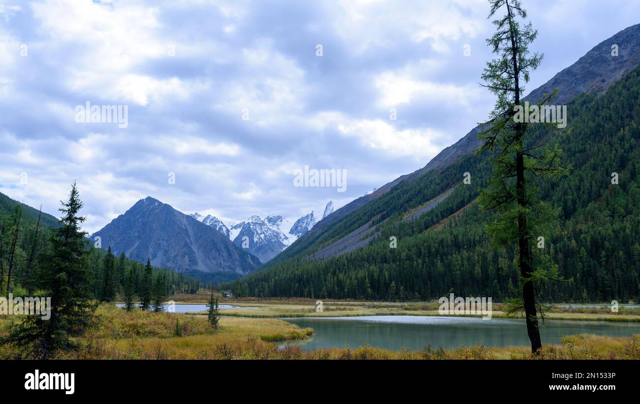 La baia del fiume Shavla in montagna dalle cime con ghiacciai con due alberi sulla riva in erba in autunno ad Altai. Foto Stock