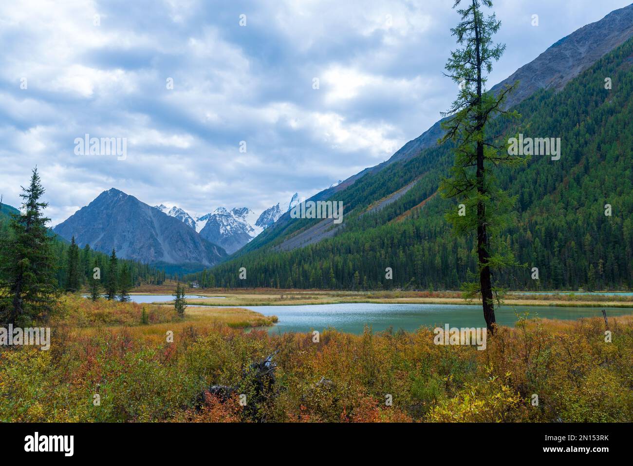 Baia del fiume Shavla in montagna dalle cime con ghiacciai con due alberi sulla riva in autunno erba ad Altai in serata. Foto Stock