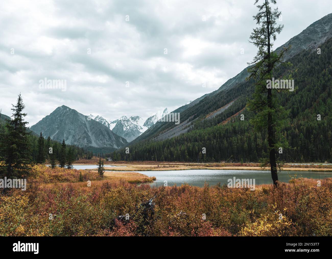 Shavla baia del fiume in montagna dalle cime con ghiacciai con due alberi sulla riva in erba in Altai in serata. Foto Stock