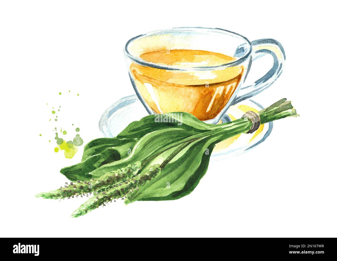Decozione di plantain, tè medicinale di erbe. Illustrazione a acquerello disegnata a mano, isolata su sfondo bianco Foto Stock