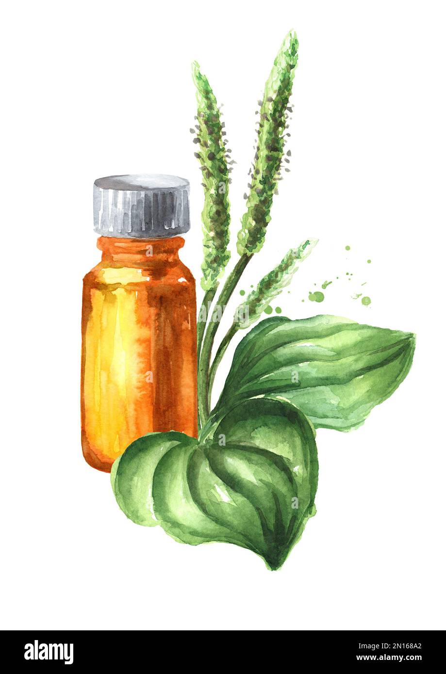 Plantain o estratto di Psillio, medicina di erbe. Illustrazione di acquerello disegnata a mano isolata su sfondo bianco Foto Stock