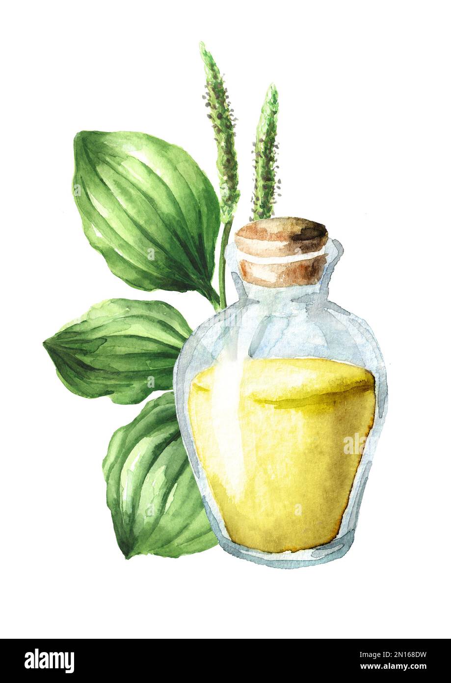 Plantain o estratto di Psillio, medicina di erbe. Illustrazione a acquerello disegnata a mano, isolata su sfondo bianco Foto Stock