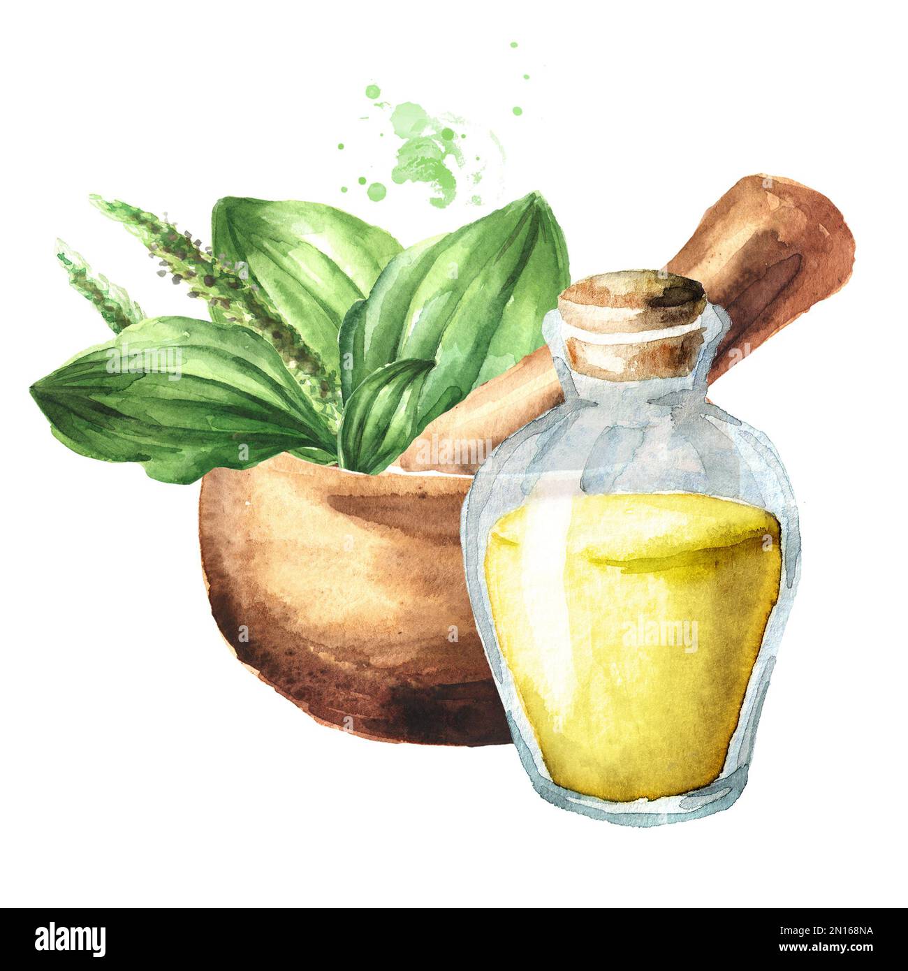 Plantain Psyllium estratto e mortaio, medicina a base di erbe. Illustrazione a acquerello disegnata a mano, isolata su sfondo bianco Foto Stock