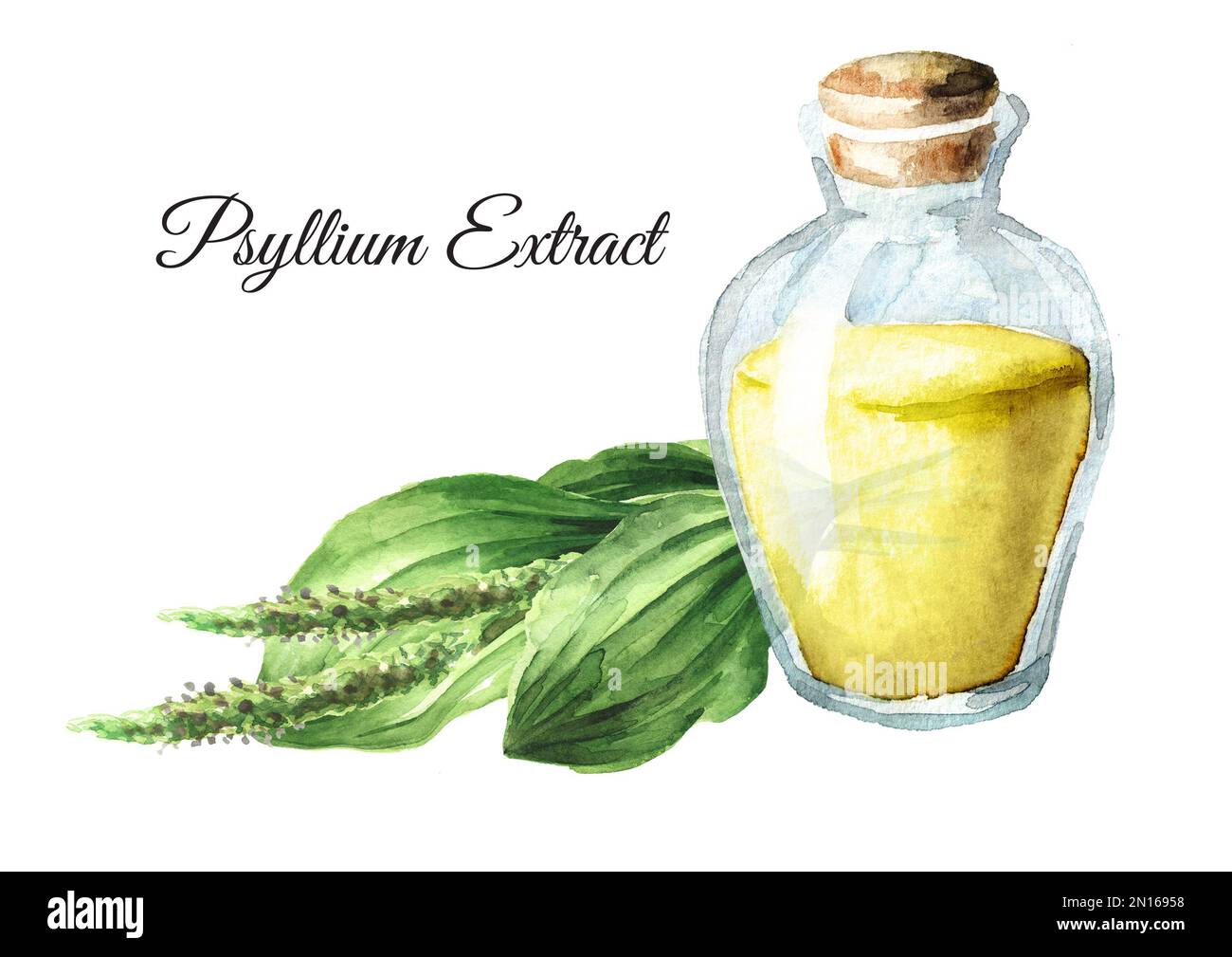 Estratto di Plantain Psyllium, medicina a base di erbe. Illustrazione a acquerello disegnata a mano, isolata su sfondo bianco Foto Stock