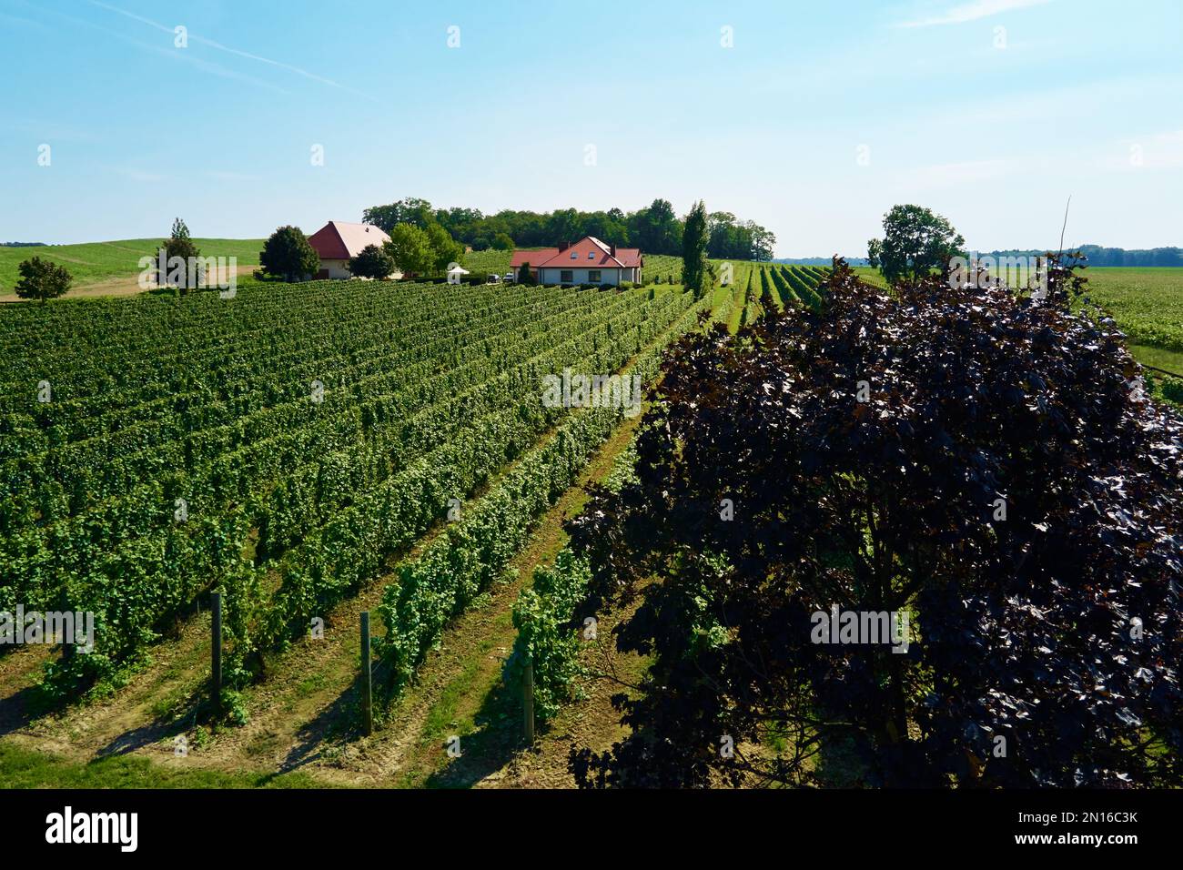 Piantagione di uva e cantina nelle giornate di sole, vista aerea. Agricoltura in Polonia. Video del vigneto, vista dall'alto degli uccelli Foto Stock