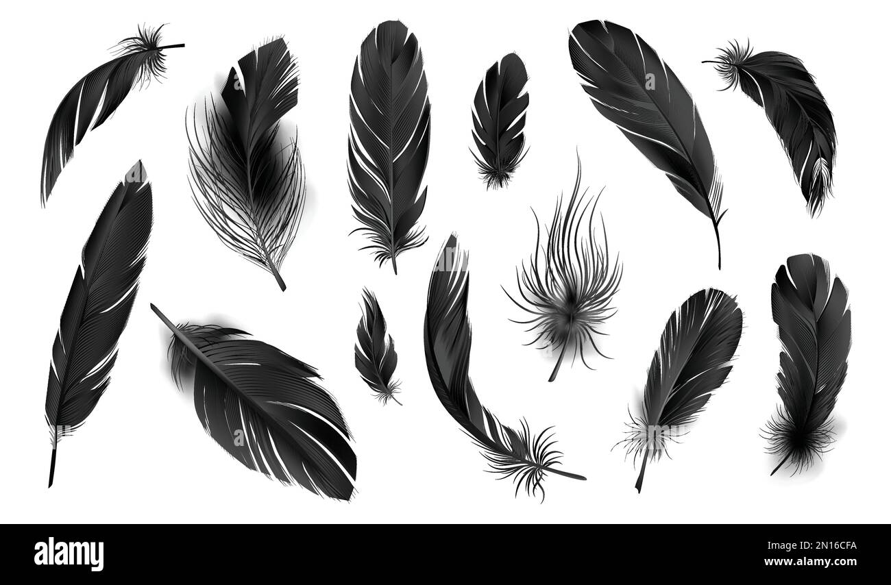 Set con immagini monocromatiche isolate di piume realistiche di uccelli colorati in nero su sfondo bianco illustrazione vettoriale Illustrazione Vettoriale