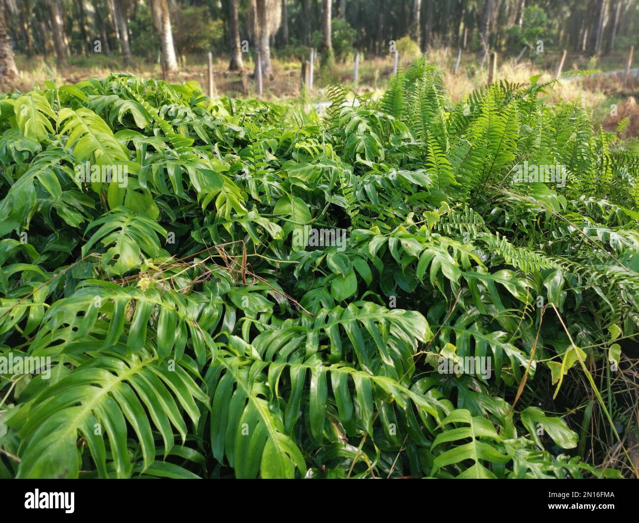Prato pieno di verde verde verde foglia di Monstera deliciosa pianta. Foto Stock