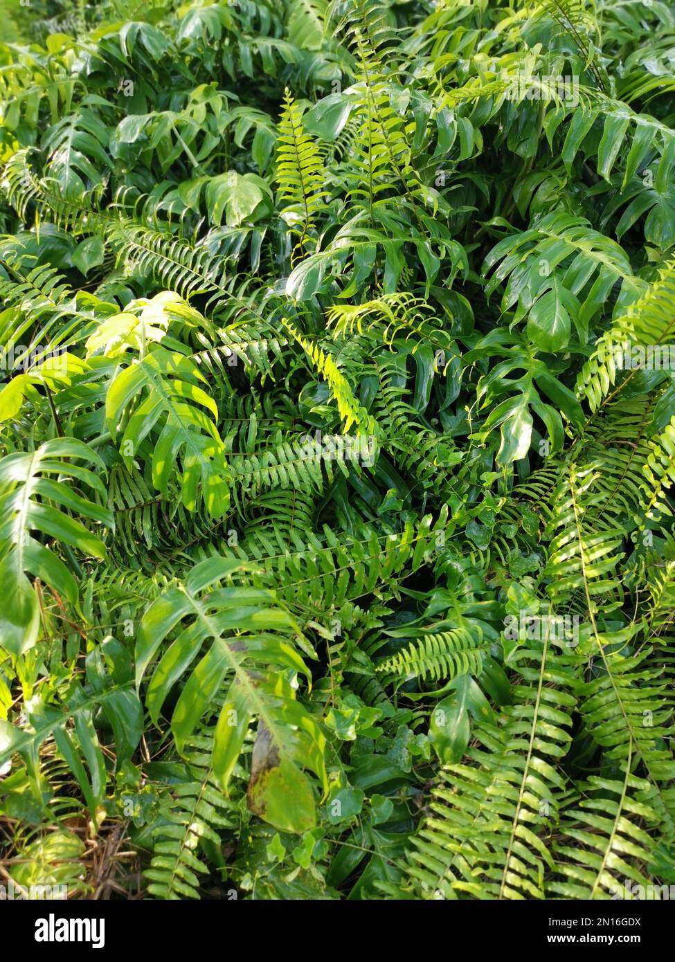 Prato pieno di verde verde verde foglia di Monstera deliciosa pianta. Foto Stock