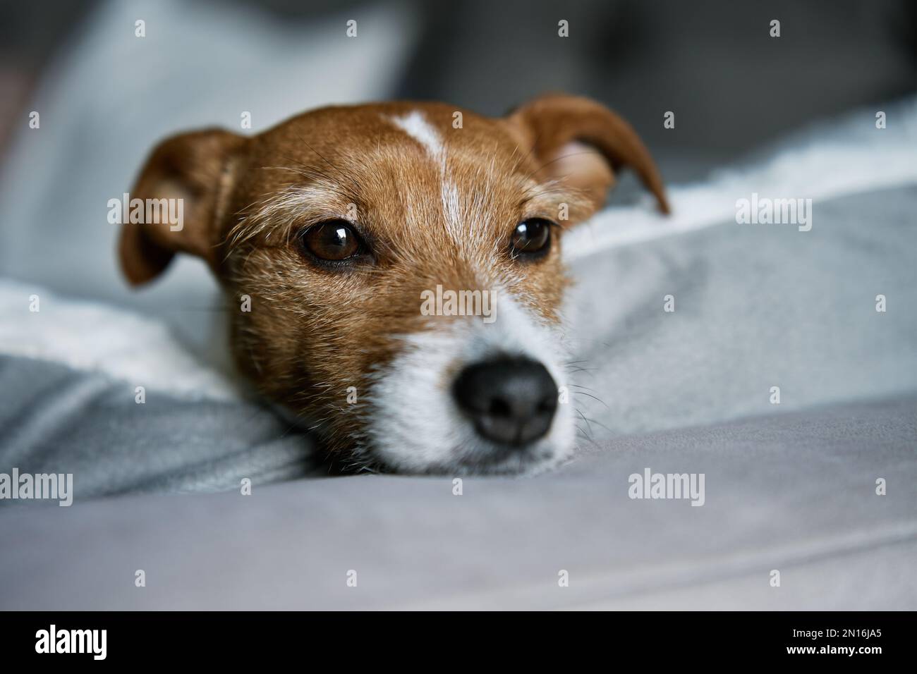 Primo piano ritratto di carino cane sdraiato sul divano e guardando la finestra. Annoiato solo animale domestico dormire a casa. Foto Stock