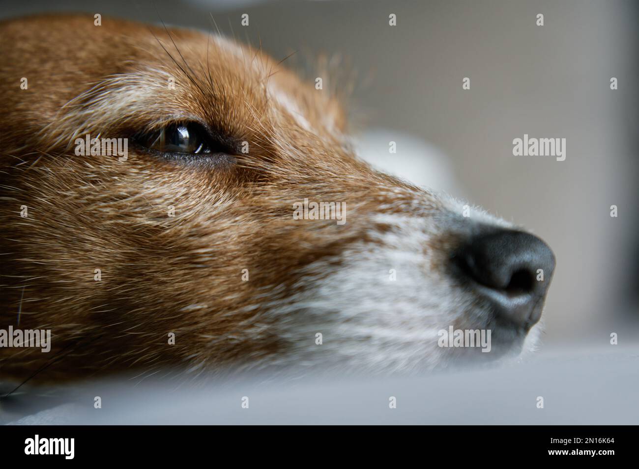 Primo piano ritratto di carino cane sdraiato sul divano e guardando la finestra. Annoiato solo animale domestico dormire a casa. Foto Stock