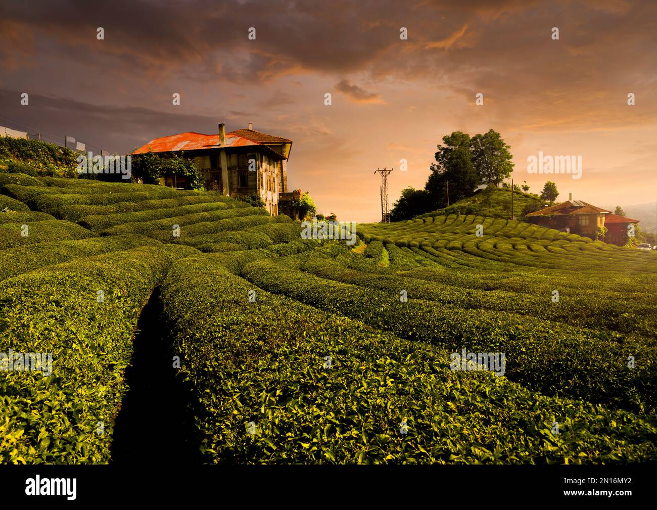 È l'ora dell'alba nei famosi campi da tè di Rize. Destinazioni di viaggio del Mar Nero orientale. Cayeli, Rize, Turchia Foto Stock