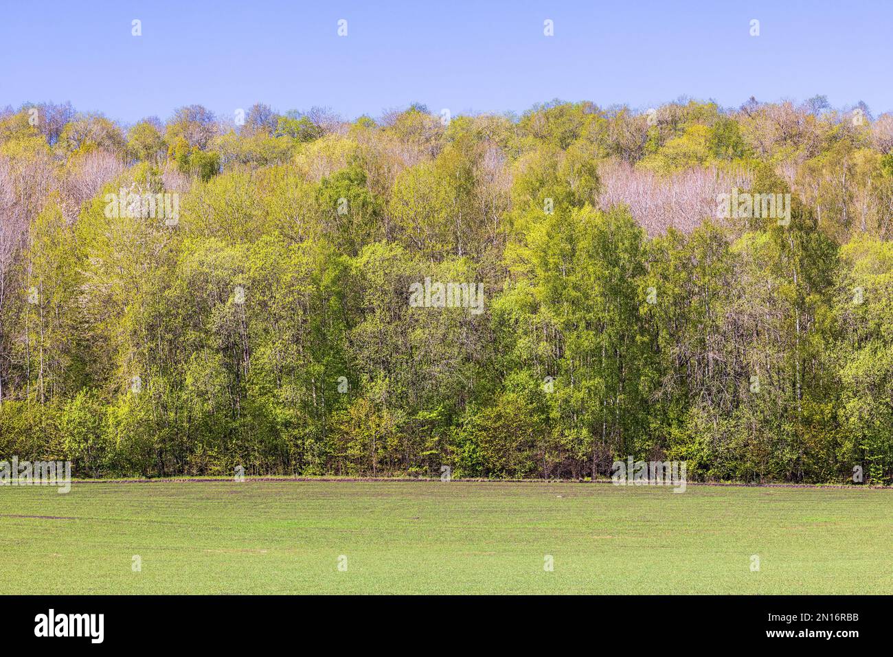 Lussureggianti alberi verdi in primavera da un campo Foto Stock