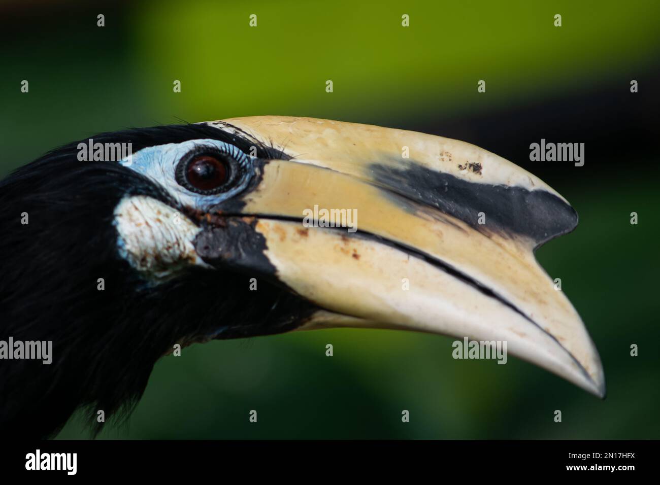 Oriental Pied Hornbill Anthracoceros albirostris Foto Stock