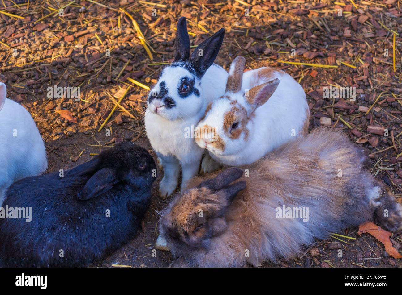 i conigli in una gabbia mangiano erba. gabbia di coniglio. conigli che alimentano. Foto Stock