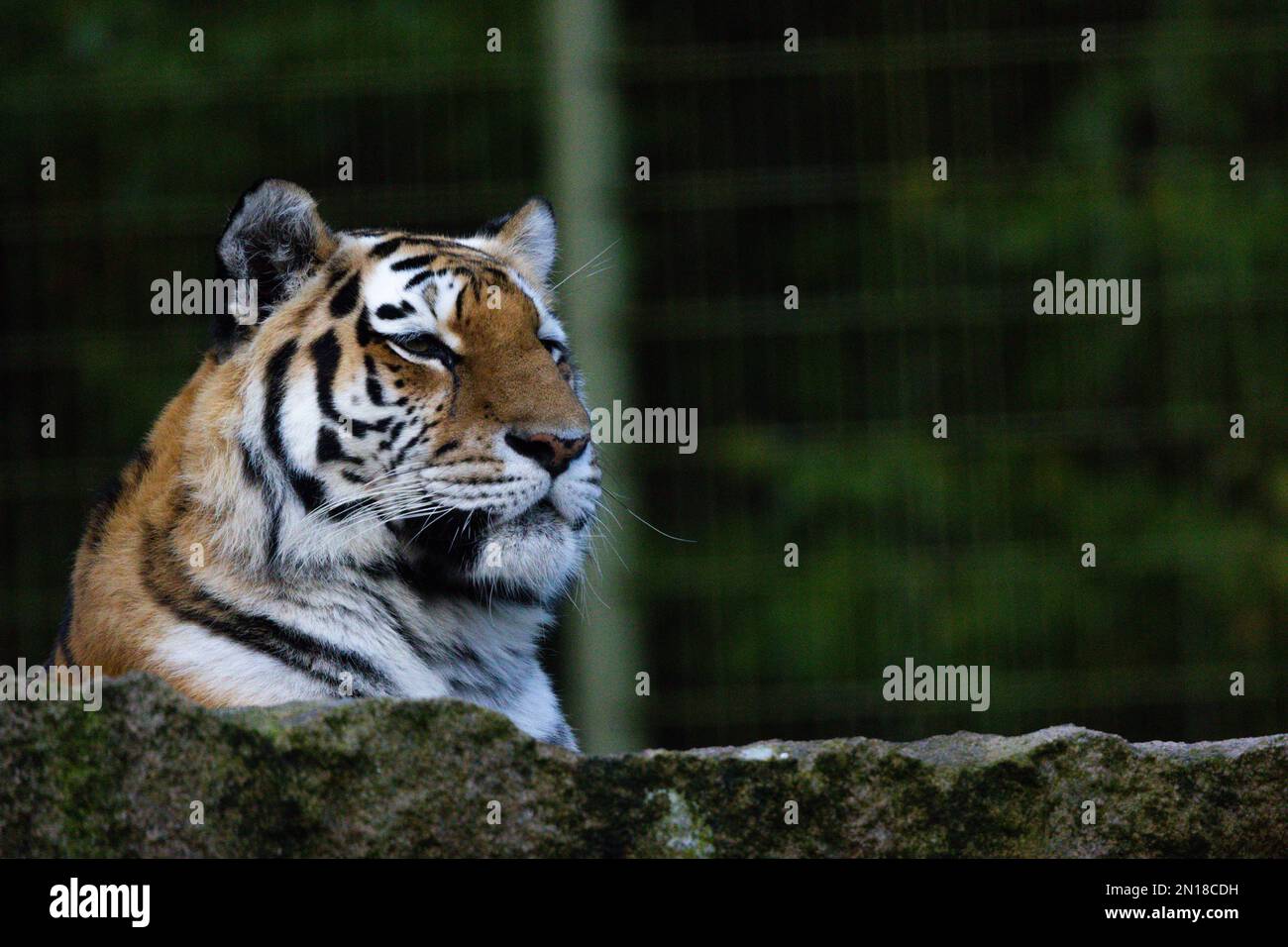 Primo piano di una tigre di Amur (Panthera tigris tigris) seduta su una roccia Foto Stock
