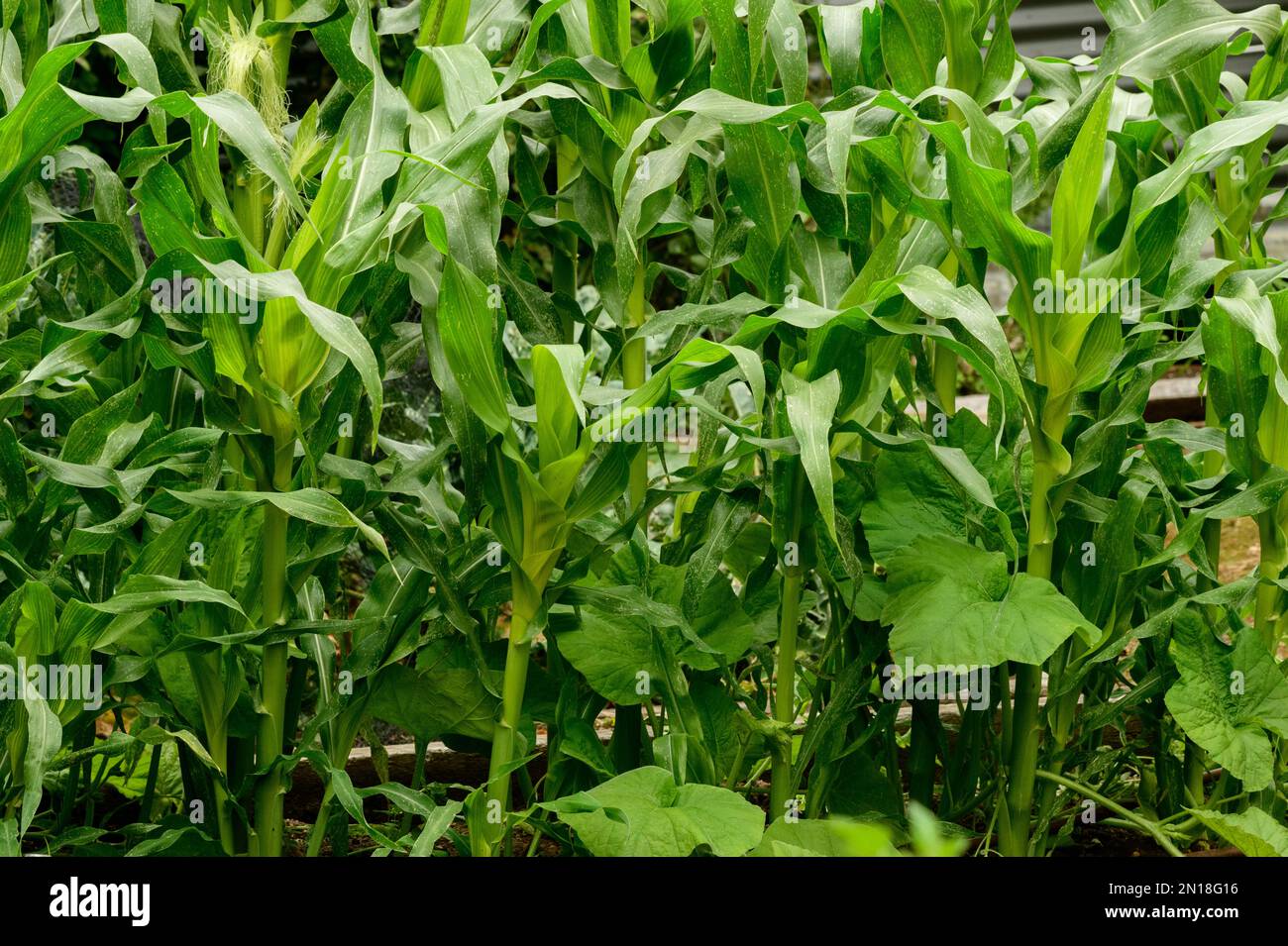 Piante abbinate, mais dolce e zucca felice nel giardino della cucina Foto Stock
