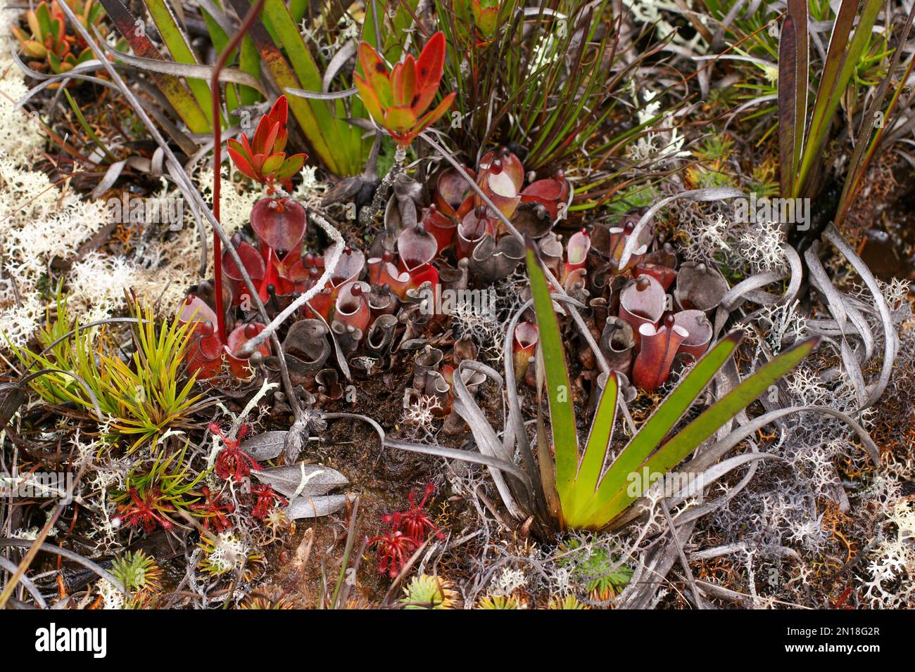 Habitat naturale di Auyan tepui, Venezuela, con Heliamphora minor, Drosera roraimae e Stegolepis spec. Foto Stock