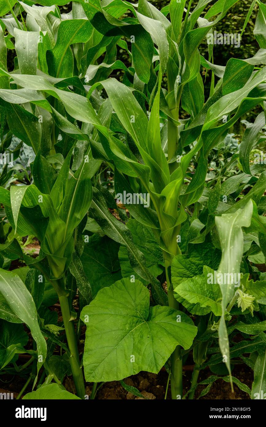 Piante abbinate, mais dolce e zucca felice nel giardino della cucina Foto Stock