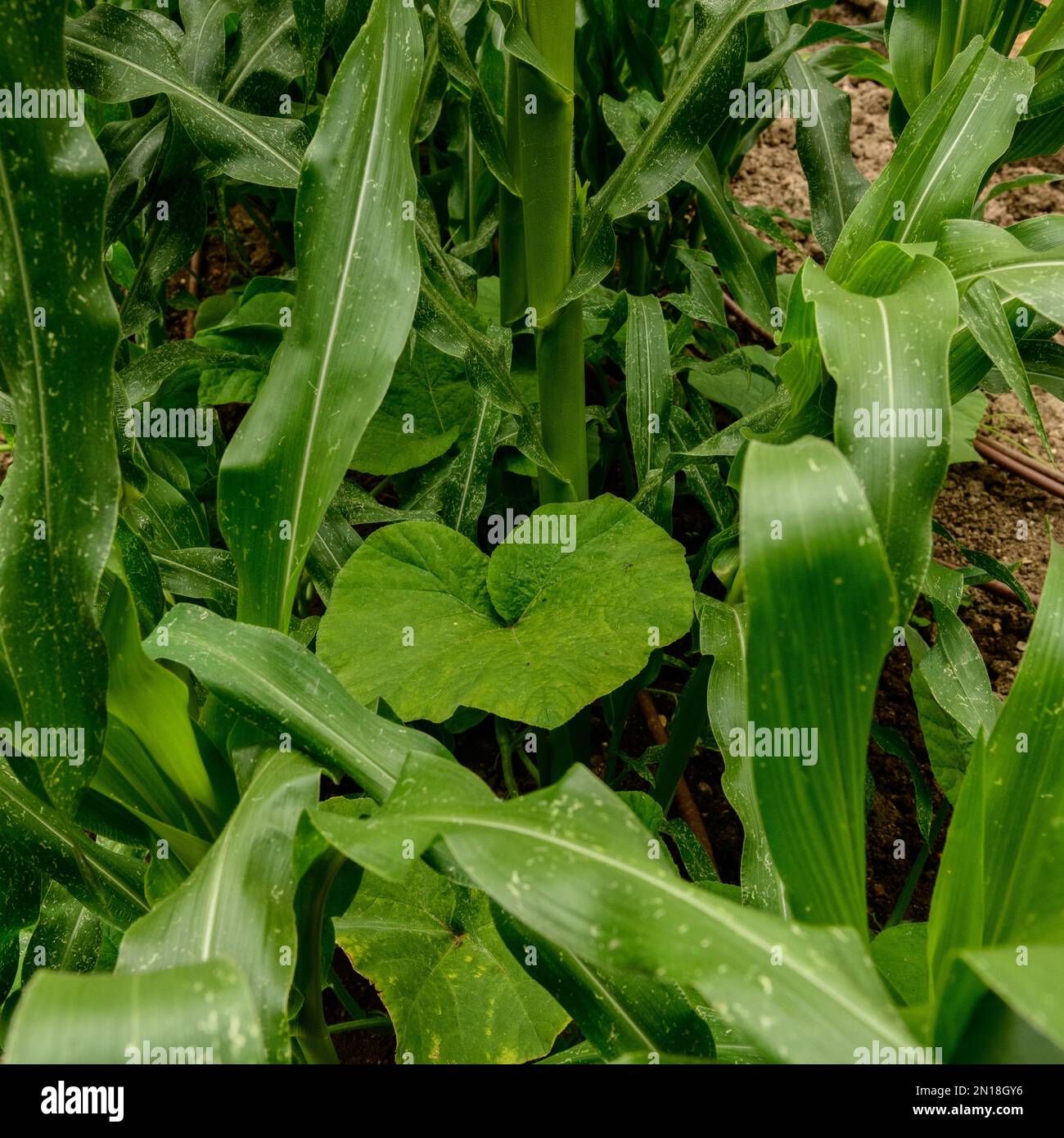 Piante abbinate, mais dolce e zucca felice nel giardino della cucina Foto Stock