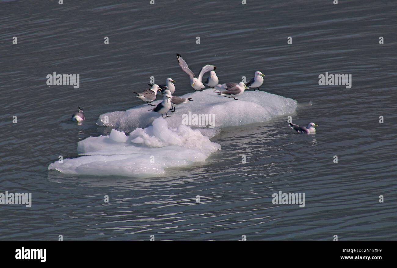 Gabbiani su un galleggiante di ghiaccio nel Golfo dell'Alaska, USA Foto Stock