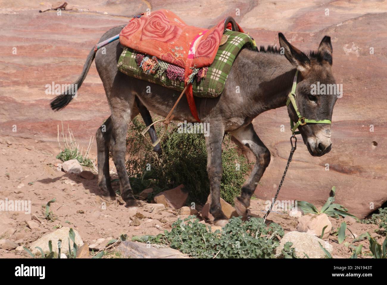 Asini Tethered Petra, Giordania Foto Stock