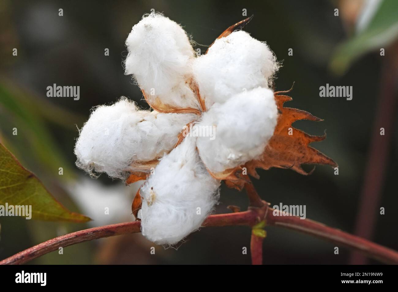 Cotone maturo con tondini aperti e soffice cotone bianco Foto Stock