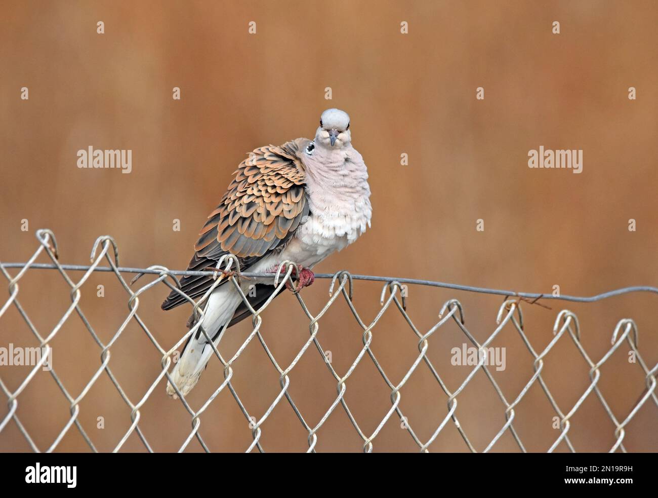 Oriental Tortora puff le sue piume Foto Stock