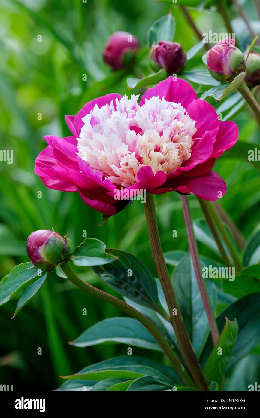 Cappuccio bianco Paeonia lattiflora, cappuccio bianco peonia, fiori singoli, petali rosa scuro, petaloidi crema Foto Stock