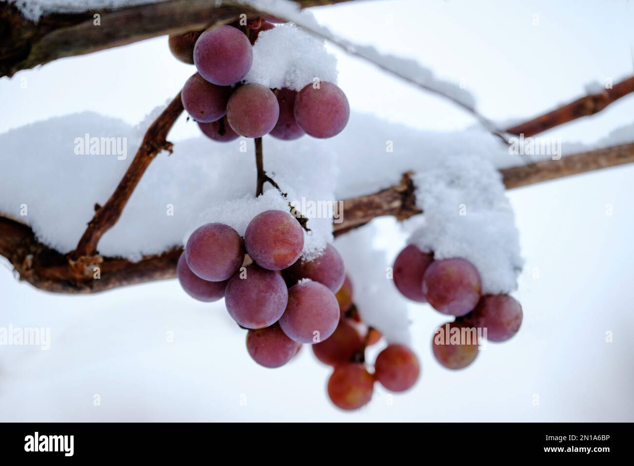 uva neve inverno vite sotto neve gelo ghiaccio viticoltura vino agricoltore bianco blu tempo novembre dicembre gennaio congelato giorno di raccolta Foto Stock