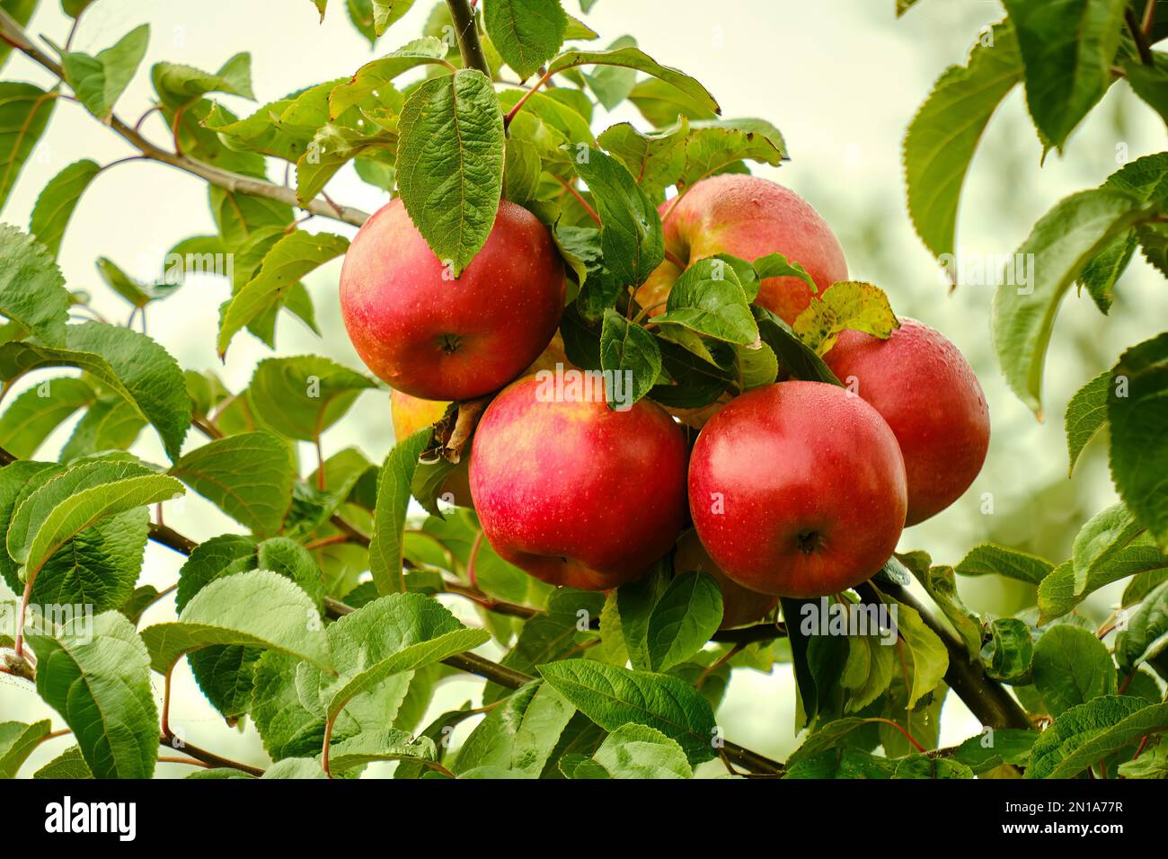 mele ramo albero raccolto vitamine appeso rosso foglie verde agricoltore giardino natura frutta sole giorno tempo buck succo cibo scorte animali Foto Stock