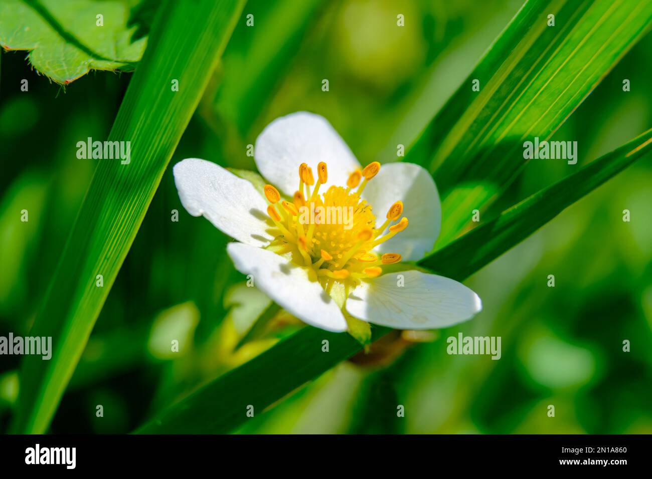 natura paesaggio fiori fragole selvatiche fragole estate primavera autunno bel tempo sole buon umore bella erba poetica primo piano Foto Stock