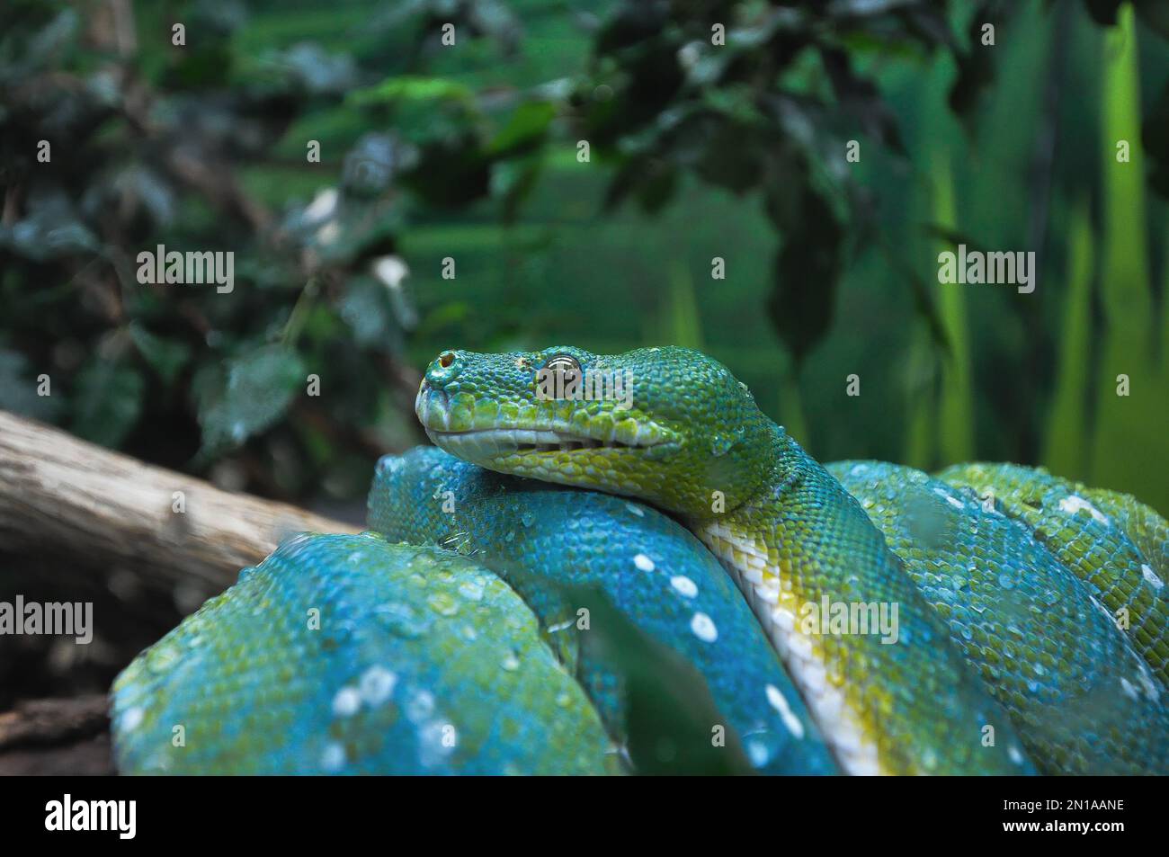 Qui potete vedere questo beatiful phyton verde che sono rilassanti, serpenti sono creature fantastiche ed anche terrificanti con i loro morsi. Foto Stock
