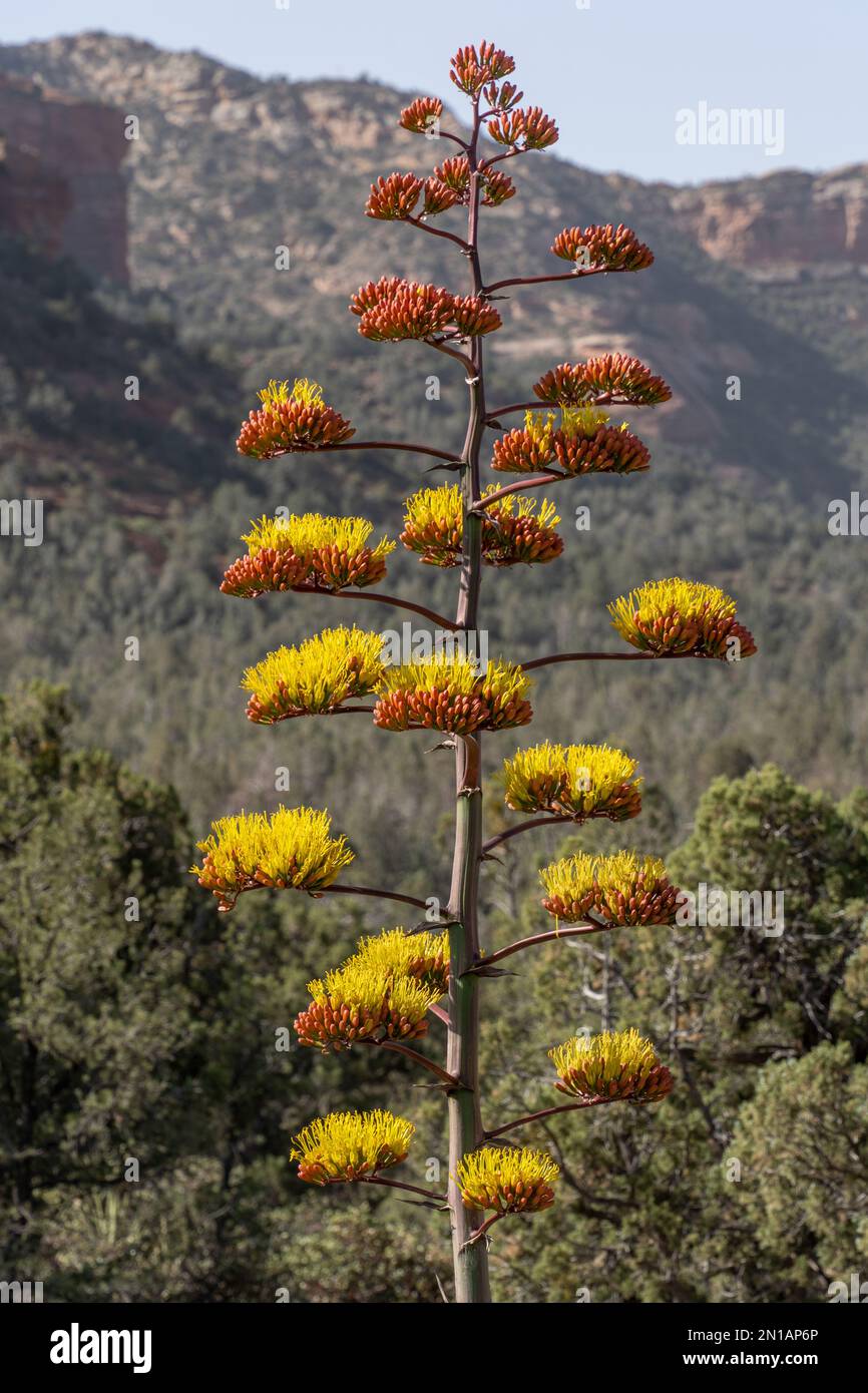 Un fiore di pianta del secolo a fiore d'oro che cresce nel deserto Foto  stock - Alamy
