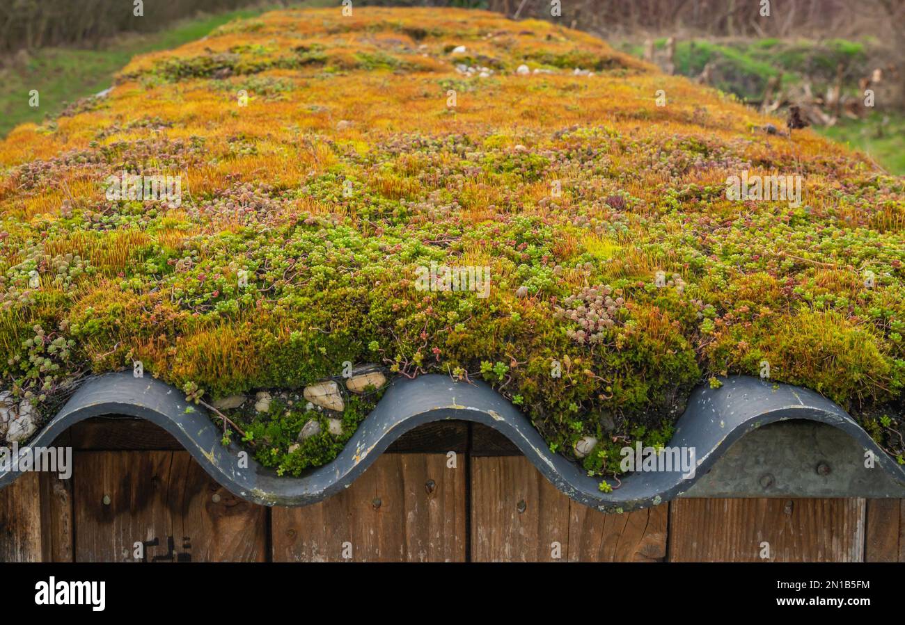 Particolare di verde, tetto vivente con muschio, fuoco selettivo Foto Stock