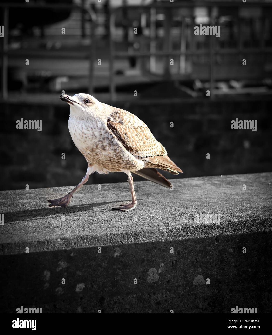 Gabbiano bambino che cammina sulla parete. Foto Stock