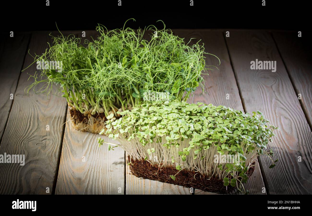 Microgreens. Due contenitori crescenti con piselli e verdi di senape su una tavola di legno. Foto Stock