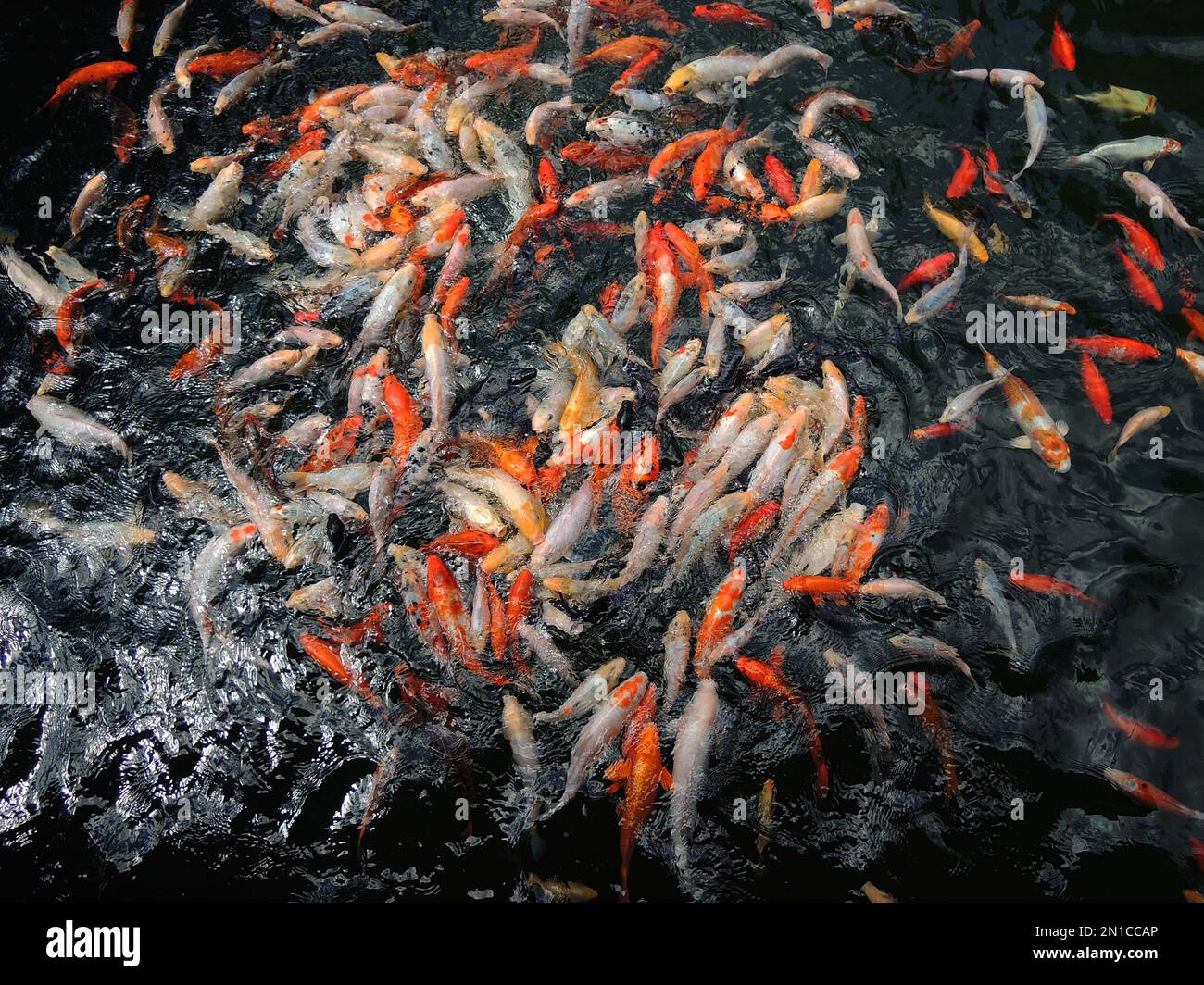 Enorme gruppo di carpe reali giapponesi che si nutrono in acque profonde Foto Stock